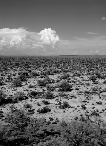 Black and White Film image of the Sonora desert in central Arizona USA