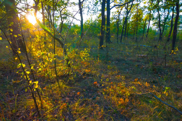 Sunrise over forests in Viidumae Nature Reserve, Saare County, Saaremaa Island, Estonia