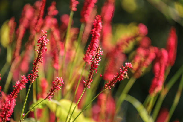 Bistorta amplexicaulis, the red bistort or mountain fleece, is a species of flowering plant in the buckwheat family Polygonaceae.