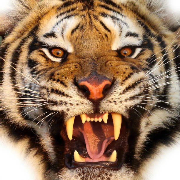 Tiger close-up of face