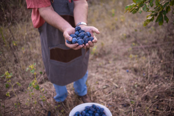 istock Organic plums from senior's garden 1652737221