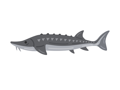 Illustration of a sturgeon seen from the side.