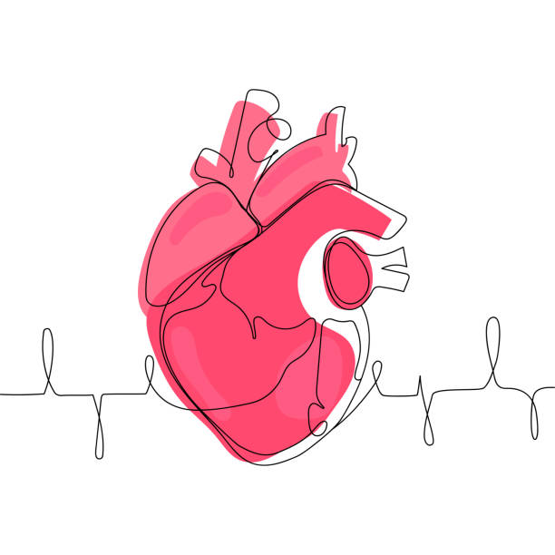 Web Anatomical human heart one line drawing.Line art vector illustration. Medical anatomical concept.Abstract red human heart with cardiogram. art tattoo.Health care concept.Modern logo,print,poster feeling sick clip art stock illustrations