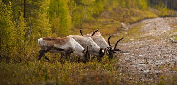 istock a few reindeers in the wild eating some grass and weeds 1652772048