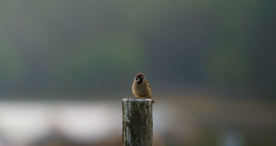 A small bird is perched atop a wooden post near a body of water