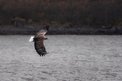 An eagle is captured in flight, soaring gracefully over a tranquil lake with wings outstretched