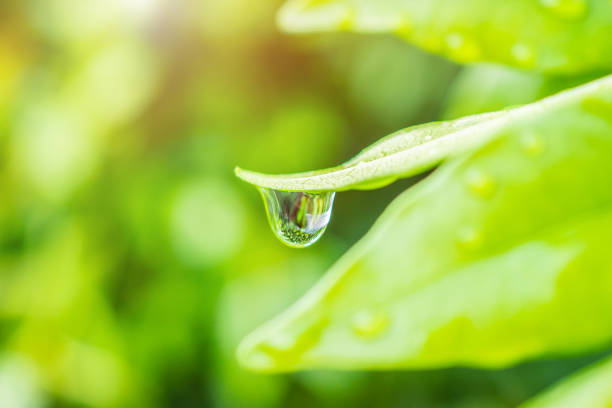 istock rain water drop on green leaf closeup natural background 1652774845