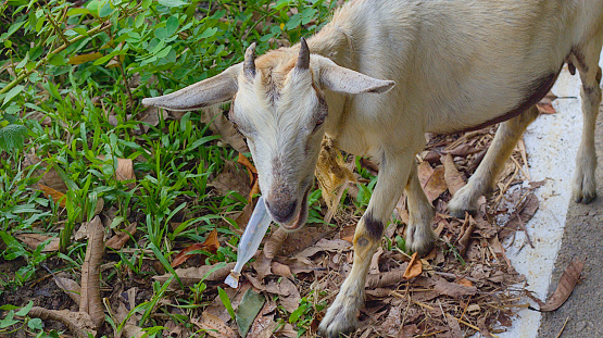 This is a white goat is eating plastic