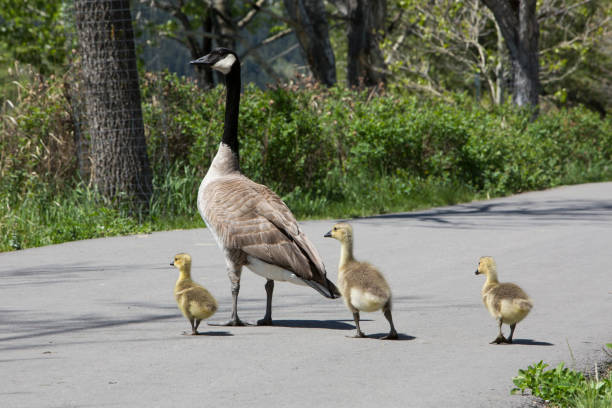 istock Goose and three goslings on bike path in Calgary Alberta 1652776550