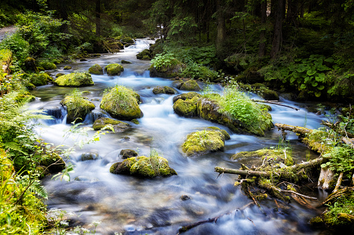 blue streams on green grass. blooming nature.