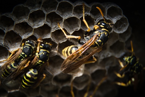 A wasp is any insect of the narrow-waisted suborder Apocrita of the order Hymenoptera which is neither a bee nor an ant; this excludes the broad-waisted sawflies (Symphyta), which look somewhat like wasps but are in a separate suborder. The wasps do not constitute a clade, a complete natural group with a single ancestor, as their common ancestor is shared by bees and ants. Many wasps, those in the clade Aculeata, can sting their insect prey.