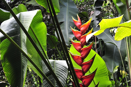 Beautiful heliconia plant growing in a Costa Rican rainforest