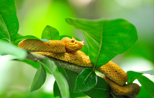 A yellow eyelash viper rests on a tree in the tropical rainforest
