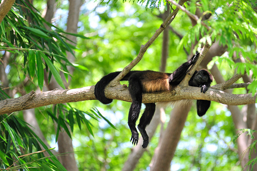 Goiânia, Goias, Brazil – October 25, 2023: A small monkey, hidden among the branches of an acerola tree. Callithrix.