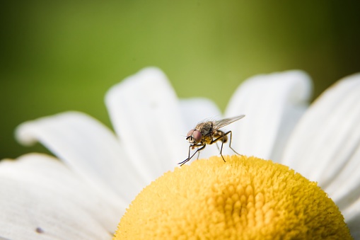 Fly on a daisy flower, Close up, macro. Insect in the natural environment.