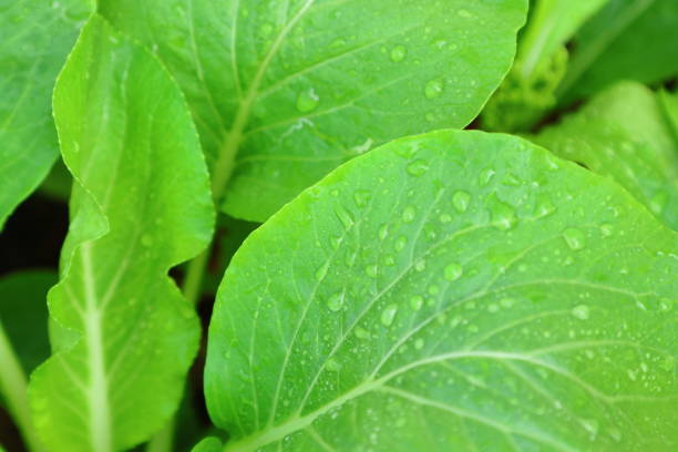 Green leafy vegetables with water droplets on the leaves.