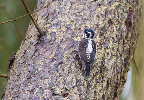 istock Eurasian Three-toed woodpecker (Picoides tridactylus) close up 1652816679