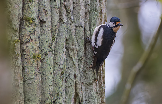 Great spotted woodpecker (Dendrocopos major) looking back sitting on oak tree bark, Bialowieza Forest, Poland, Europe