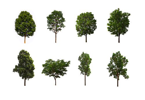3D rendering of a green Island oak tree or Quercus tomentella isolated on white background