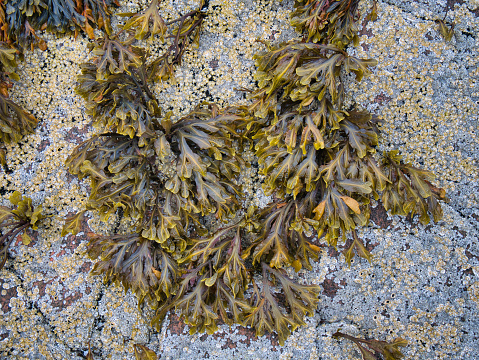 Bladderwrack seaweed (Fucus Vesiculosus) growing on a barnacle encrusted rock at the edge of Luskentyre Beach in the Outer Hebrides, Scotland, UK.