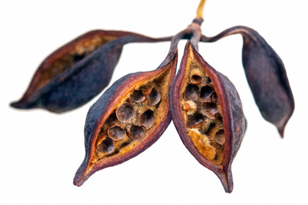Seed pods of the kurrajong tree, Brachychiton populneum, bottle tree from alicante city in spain