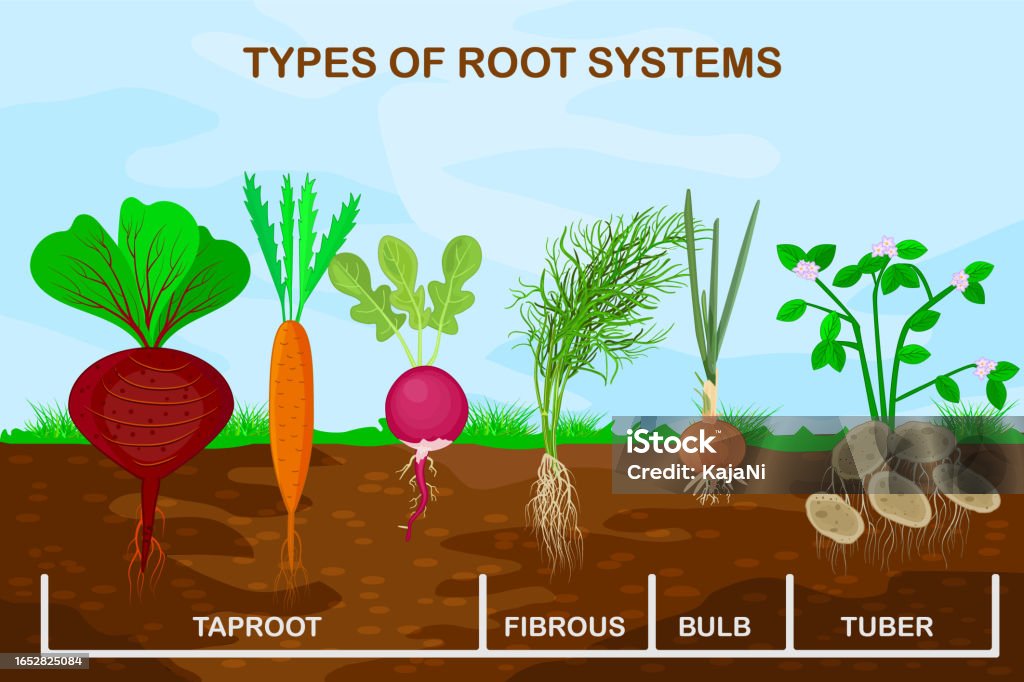 Types Root Systems Of Plants Taproot Fibrous Bulb And Tuber Root Types Root Systems Of Plants Taproot Fibrous Bulb And Tuber Root