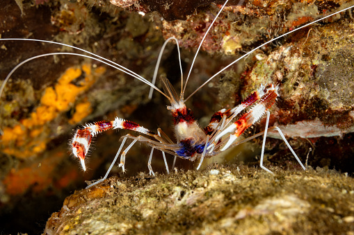 Banded Coral Shrimp Stenopus hispidus is perhaps the most widely distributed shrimp in the sea. The species occurs in the subtropical and tropical Indo-Pacific and Western Atlantic from the Red Sea and South Africa to Tuamotu Island, Hawaii and Easter Island and in the Atlantic from North Carolina and Bermuda to the Caribbean Sea and south to S. Paulo, Brazil in a depth range from 1-200m, max. size 6cm. \nAs a cleaner shrimp, the species advertises to passing fish by slowly waving its long, white antennae. Stenopus hispidus is monogamous and has the ability to detect individuals of its species. This trait is uncommon in invertebrates and is most likely explained through chemical signals. \nThe species uses its three pairs of claws to remove parasites, fungi and damaged tissue from the fish. \nBanda Neira Island, Indonesia, \n4°31'20.574 S 129°53'55.134 E at 7m depth by night