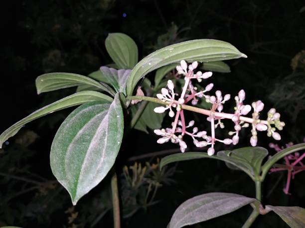 Parijata or Parijoto is a perennial epiphytic plant in the Medinilla genus, Melastomataceae tribe. This plant has no subspecies. The fruit contains significant levels of antioxidants and beta-carotene, so it is believed to improve body health parijata o parijoto es una planta epífita perenne del género medinilla, tribu melastomataceae. esta planta no tiene subespecies. la fruta contiene niveles significativos de antioxidantes y betacaroteno, por lo que se cree que mejora la salud del cuerpo