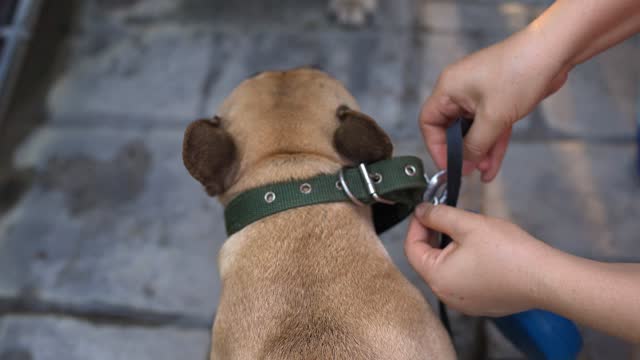 Woman adjust a dog collar for comfort around dogs neck.