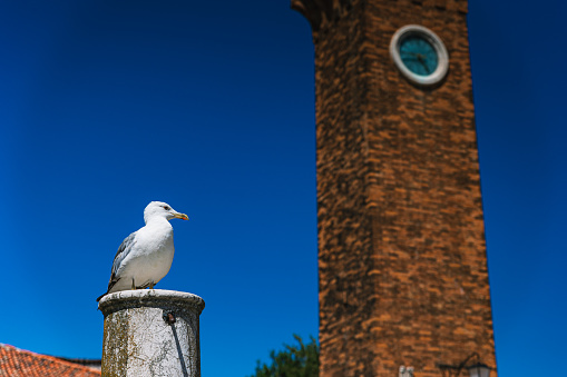 Greece - Corfu island - Kerkira town - Bell Tower of the Church of Saint Spiridon and flying swallow birds - all birds in motion blur  - focus on clock\n\n[url=http://www.istockphoto.com/file_search.php?action=file&lightboxID=6799079][img]http://www.ljplus.ru/img4/l/a/lazy_n/CORFU.jpg[/img][/url]\n