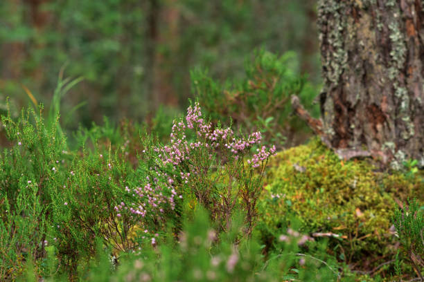 istock flowering twig of heather on a natural blurred background 1652838116