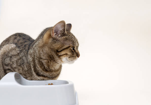 istock tabby cat eating dry cat from bowl isolated 1652839709