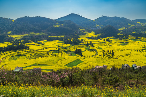 Yellow rapeseed (canola) flower field in spring, Luoping, China