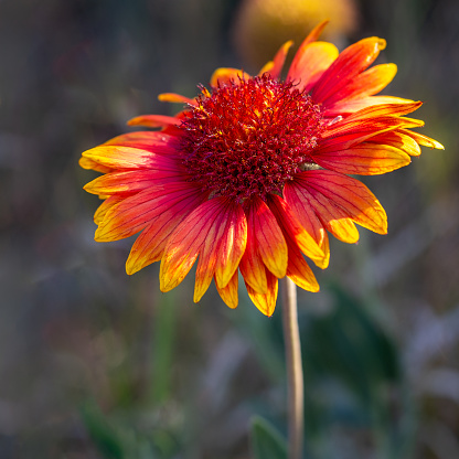 The Arizona Sun Blanket Flower (Gaillardia grandiflora) is a perennial plant member of the Asteraceae family, which includes daisies and sunflowers.  It is known for its stunning red and yellow bicolored flowers. The center of each flower is dark red or burgundy, while the outer petals are bright golden yellow.  The flowers have a daisy-like appearance with fringed petals and a raised central disc. The Blanket Flower from which the Arizona Sun Blanket Flower cultivar originates, is native to North America, including parts of Northern Arizona.  This plant typically grows to a height of about 12 to 18 inches and has a spread of around 12 to 24 inches.  It forms clumps of foliage and produces numerous flower stems.  This Blanket Flower was photographed growing by the Sinclair Wash Trail in Flagstaff, Arizona, USA.