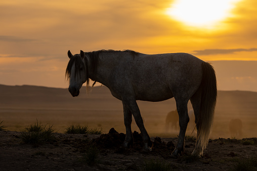 a wild horse silhouetted in the Utah dessert at sunset