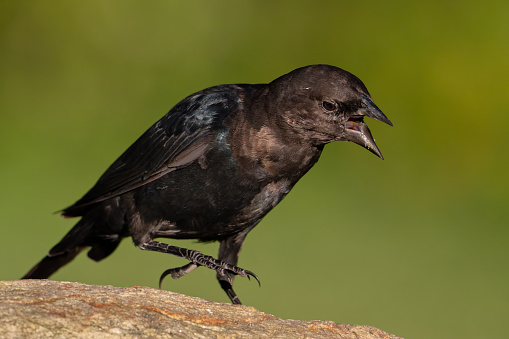 A cowbird getting angry at another cowbird.