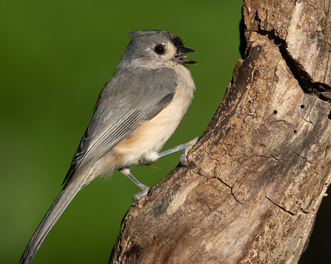 A tufted titmouse sticking out his tongue.