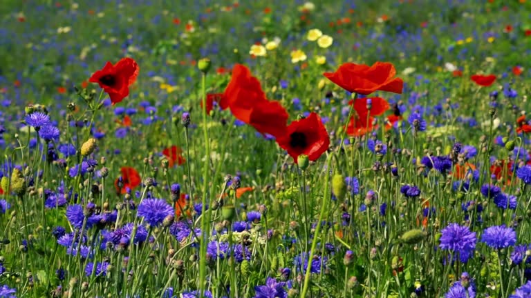 Slow motion footage of wild flowers in the breeze