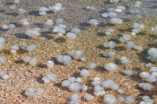 Jellyfish in seawater, invasion and a large number