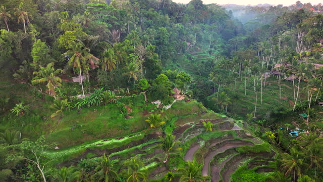 Aerial Drone Sunrise Scene of mountain rice terraces in the middle of the Balinese jungle, Bali, Indonesia.