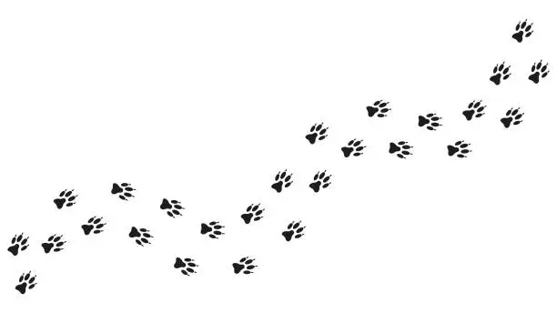 Vector illustration of Path footprints of dog, puppy, wolf, fox. Dog paw print, silhouette. Track. Vector isolated. Paw pattern. Wolf trace. Pet shop, printing, textiles, educational book, game, postcard, brochure, booklet