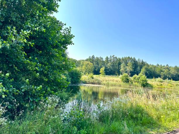 istock View from the shore to the lake surrounded by thick green vegetation 1652939010