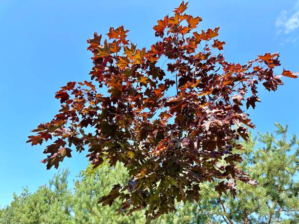 autumn maple tree with red leaves against a blue sky in the park - maple japanese maple leaf autumn imagens e fotografias de stock