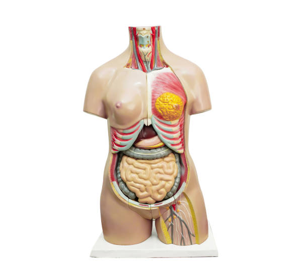 istock Human body anatomy organ model isolated on white background with clipping path for study education medical course. 1652950382