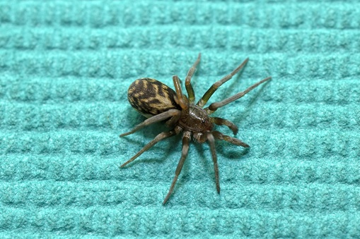 small Spider Tegenaria domestica isolated on blue cloth background