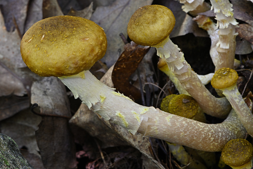 Honey mushrooms in the New England woods, September