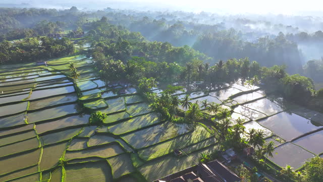 Aerial Drone Sunrise Scene of mountain rice terraces in the middle of the Balinese jungle, Bali, Indonesia.