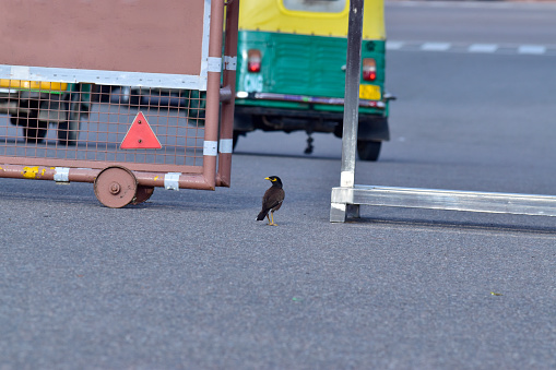 Alone innocent bird at road