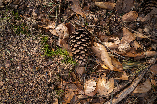 Autumnal background with pine cones, brown leaves and wooden sticks on the forest floor