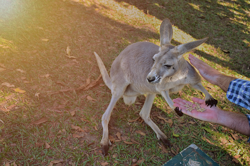 People feeding kangaroos, hands feeding animals, kangaroos feeding on grassy background and smooth sunlight,at Australia zoo.